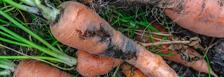 Frisch geerntete Karotten auf dem Boden